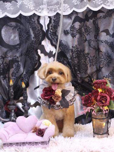 20231021モカくん